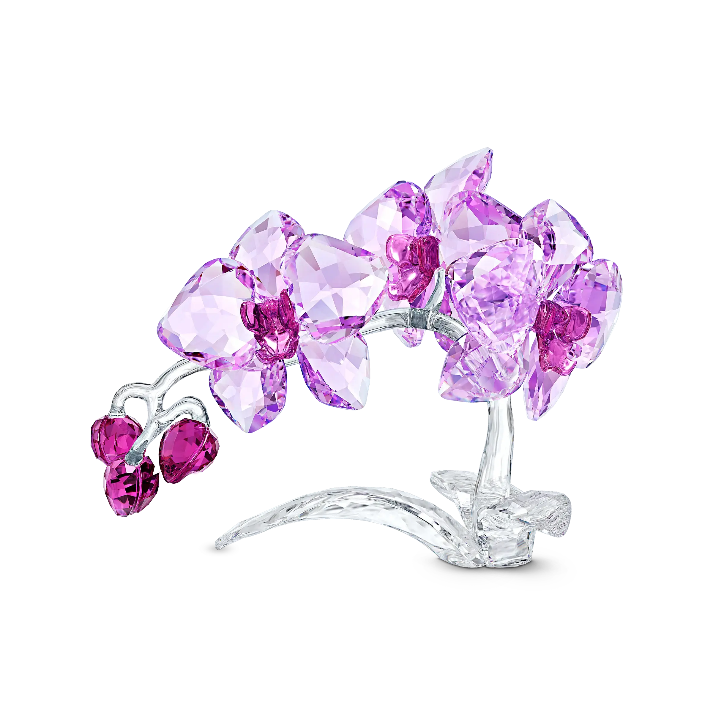 Crystal Flowers Orchid