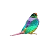 Idyllia SCS Gouldian Finch Small